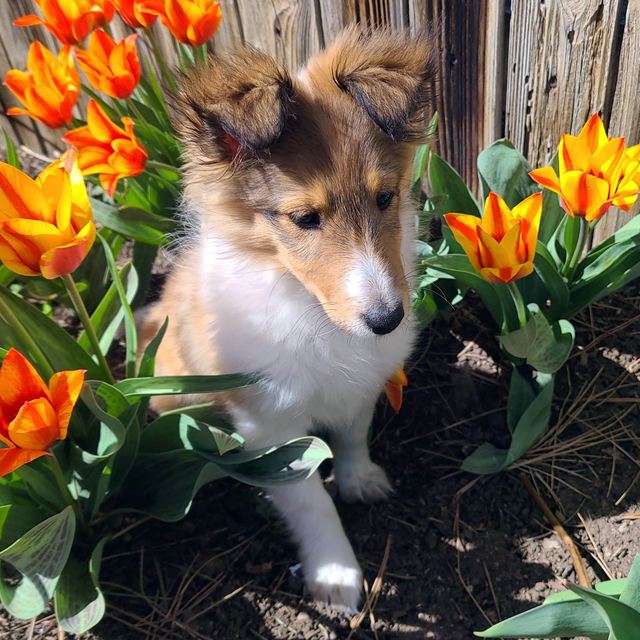 Sable and white Sheltie puppy sitting among orange tulips