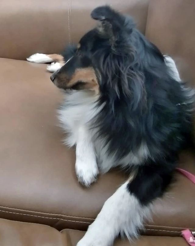 Tricolor Sheltie sitting on a brown leather couch