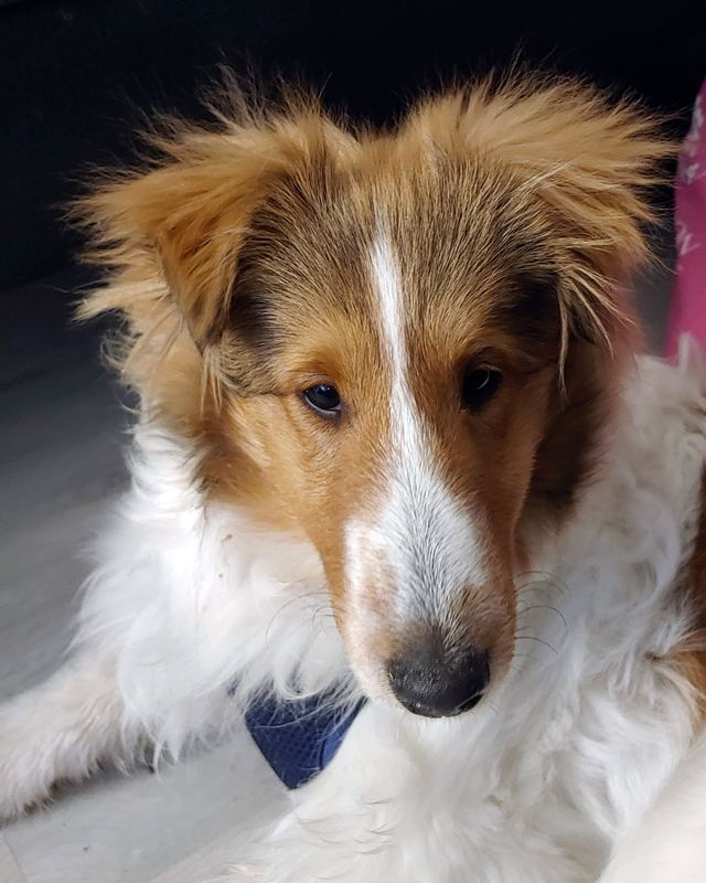 Close-up portrait of a sable and white Sheltie