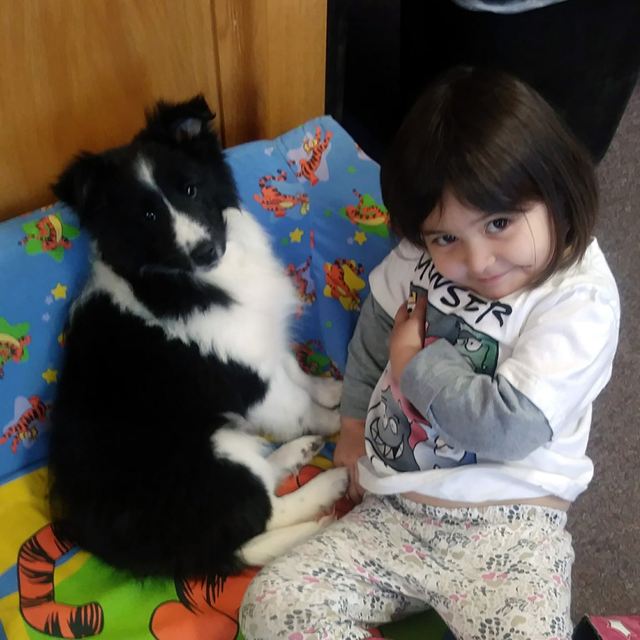 Black and white Sheltie puppy sitting on a cushion beside a young girl