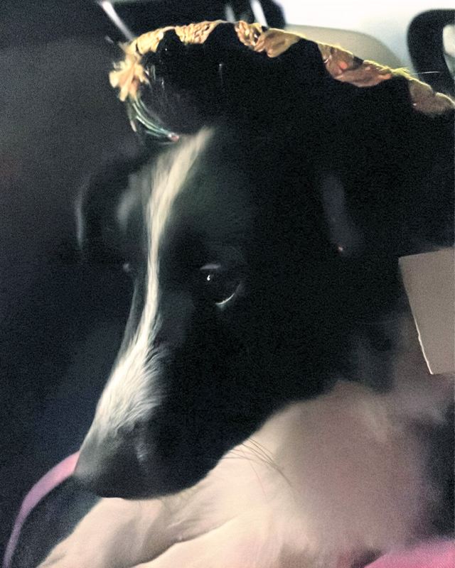 Black and white Sheltie wearing a little straw hat