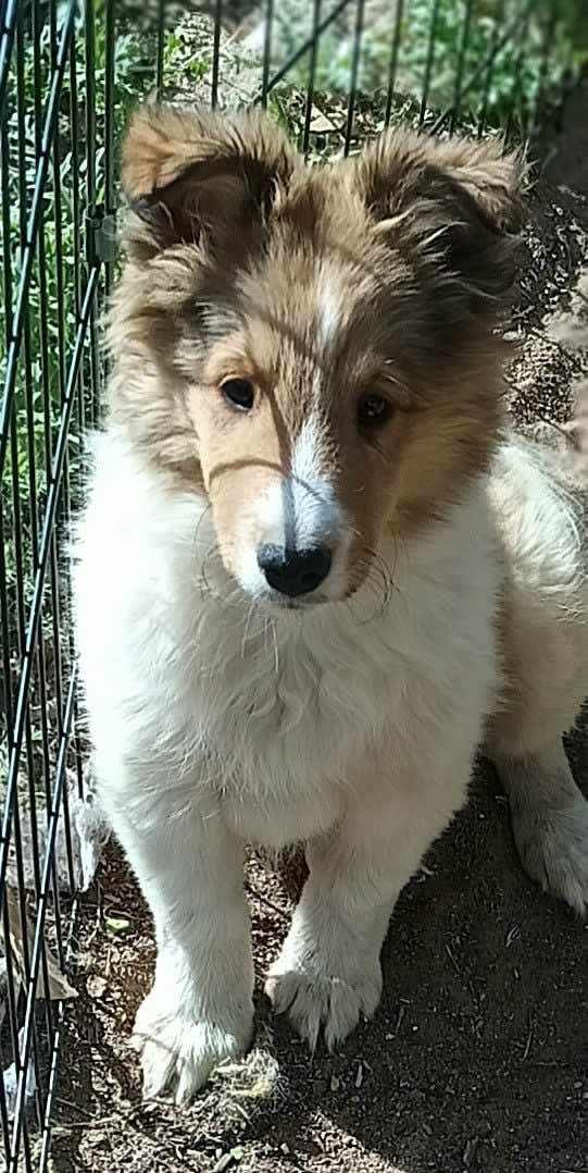 Sable Sheltie Puppy - Spike