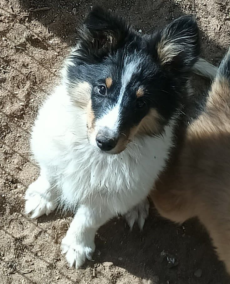 Tri Sheltie Puppy - Toby