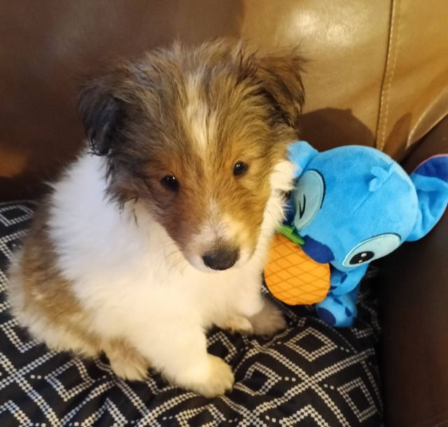 Puppy with Stitch toy