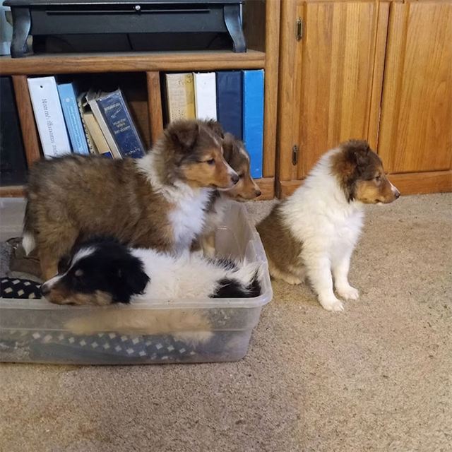Puppies in a bin